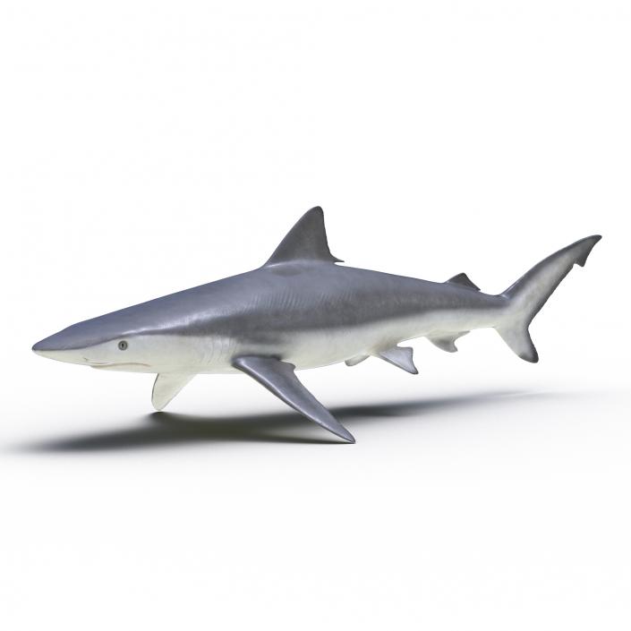 3D model Smalltail Shark