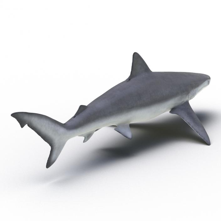 3D model Smalltail Shark