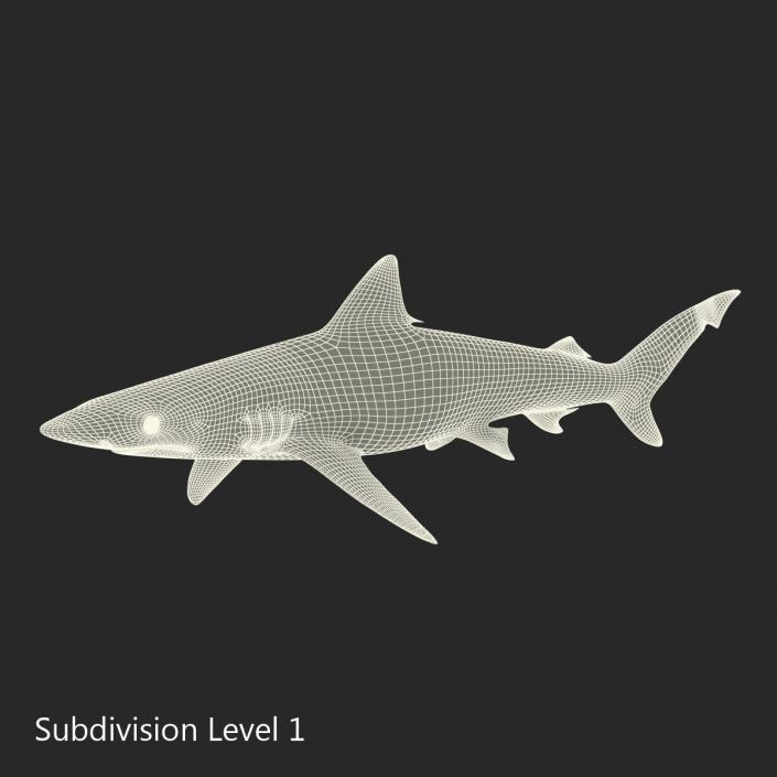 3D model Smalltail Shark