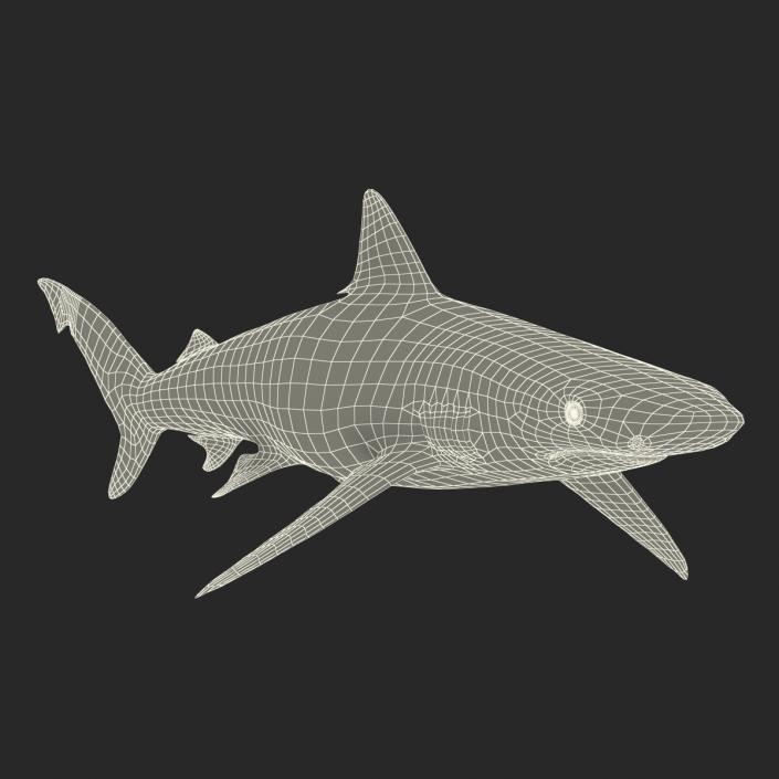 3D model Smalltail Shark