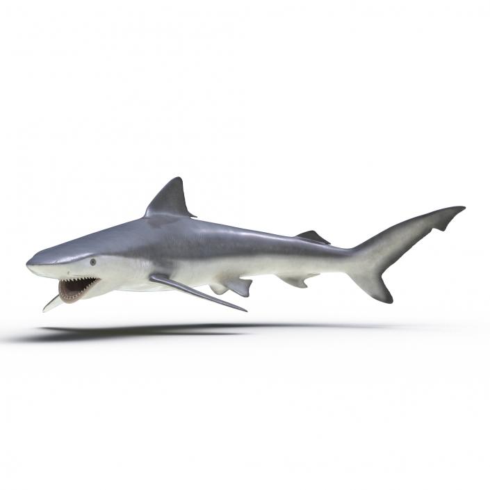 Smalltail Shark Pose 2 3D