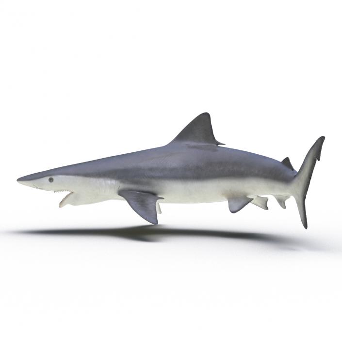 Smalltail Shark Pose 2 3D