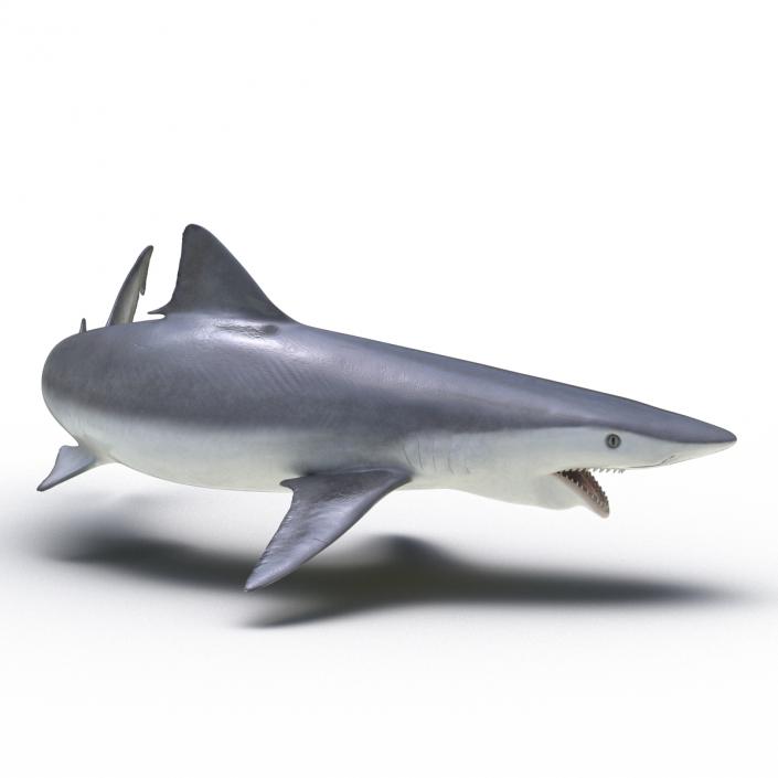 Smalltail Shark Pose 2 3D