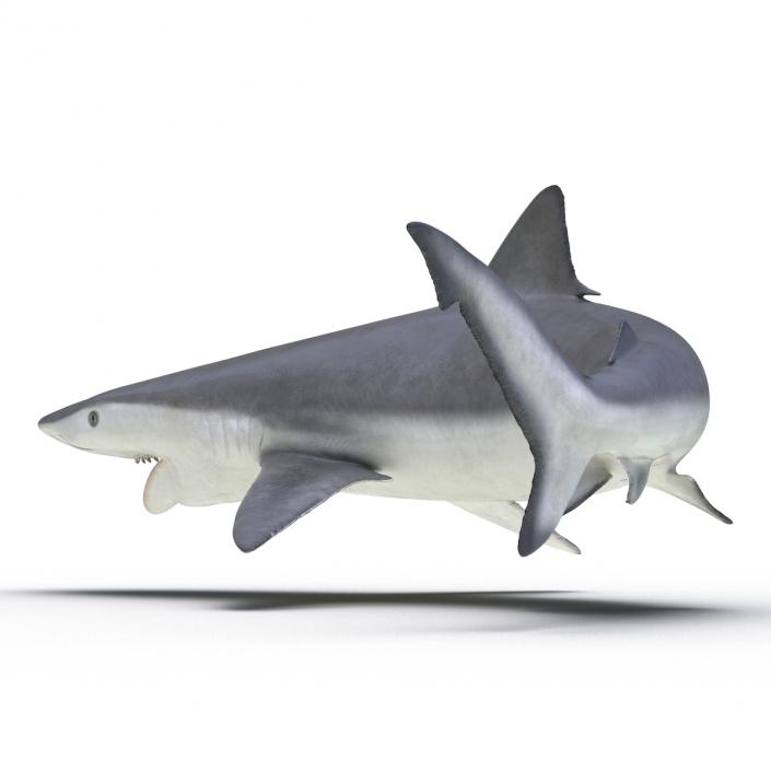 Smalltail Shark Pose 2 3D