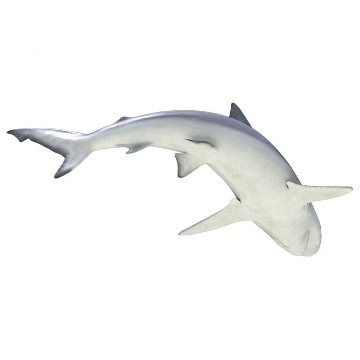 Smalltail Shark Pose 2 3D