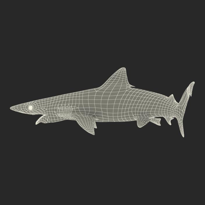 Smalltail Shark Pose 2 3D