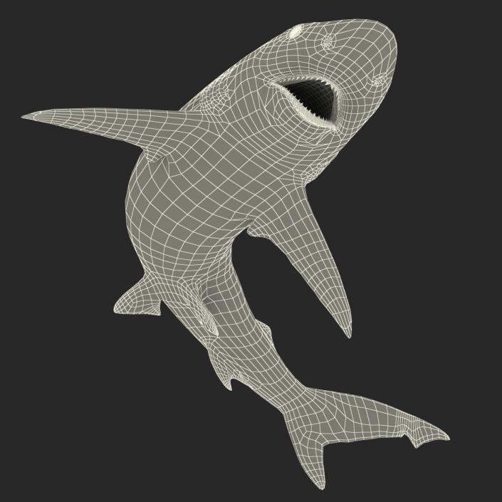 Smalltail Shark Pose 2 3D