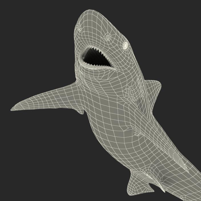 Smalltail Shark Pose 2 3D