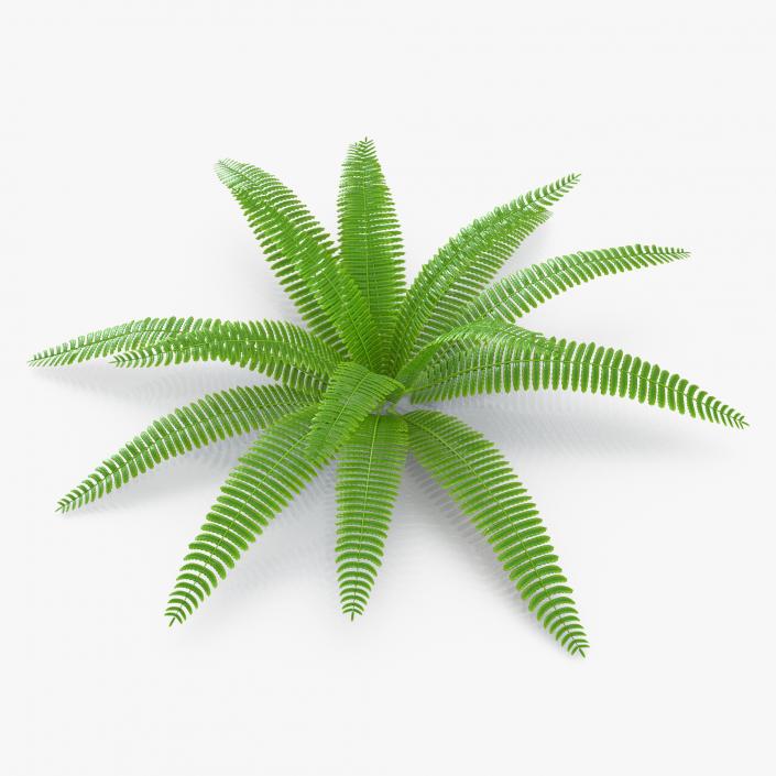 3D model Fern 3