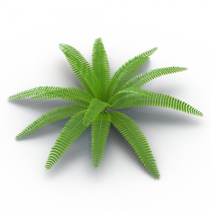 3D model Fern 3