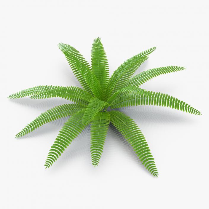 3D model Fern 3