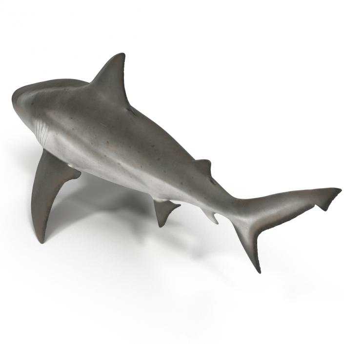 3D model Bull Shark