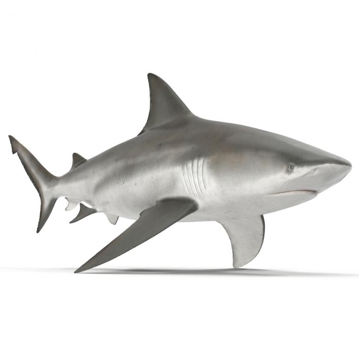 3D model Bull Shark