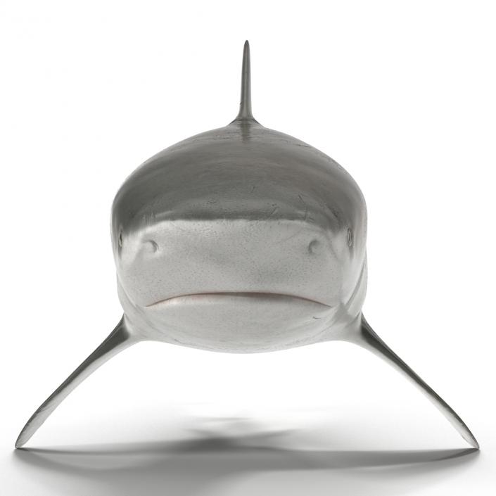 3D model Bull Shark