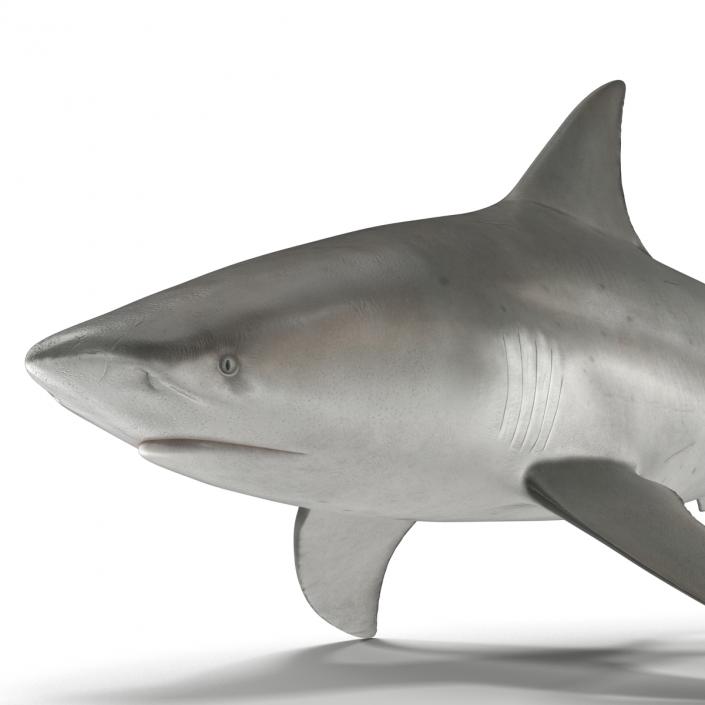 3D model Bull Shark