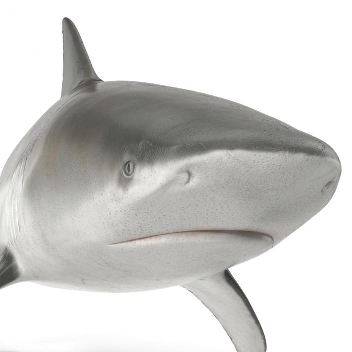 3D model Bull Shark