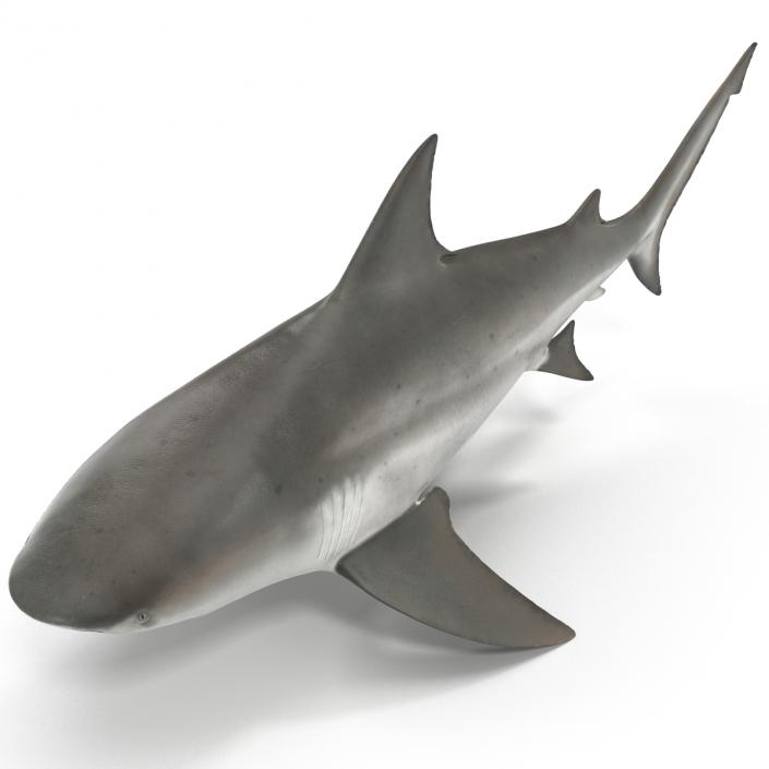 3D model Bull Shark