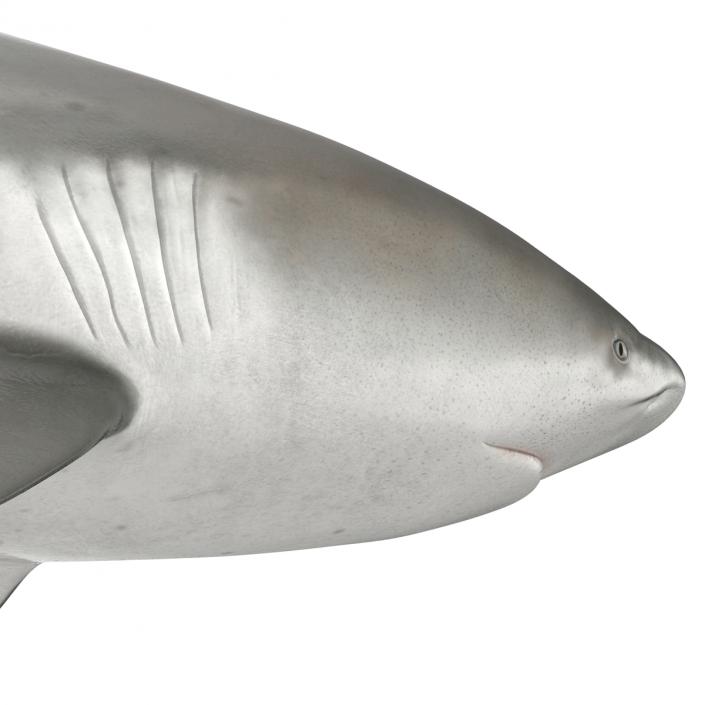 3D model Bull Shark