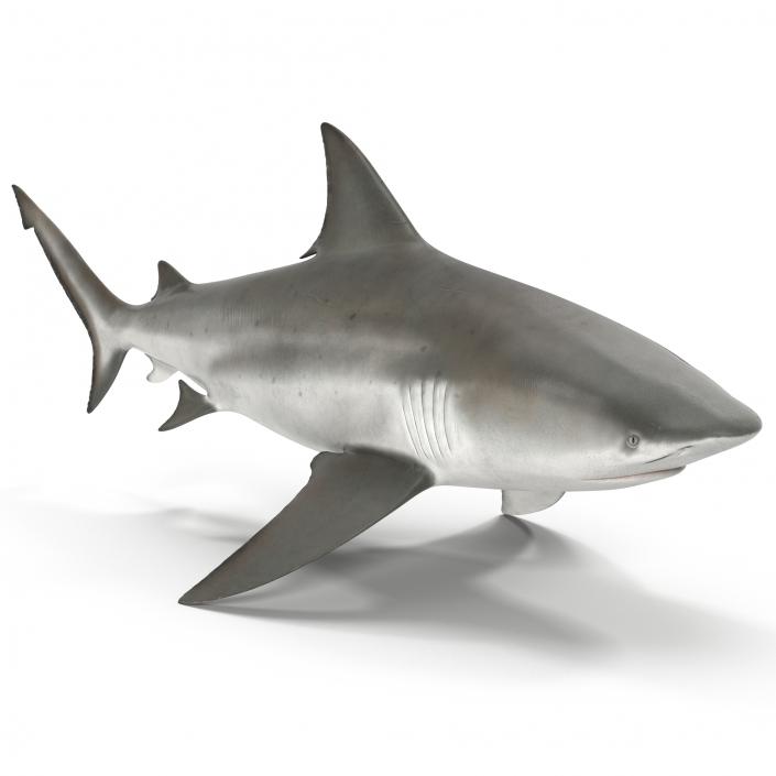 3D model Bull Shark