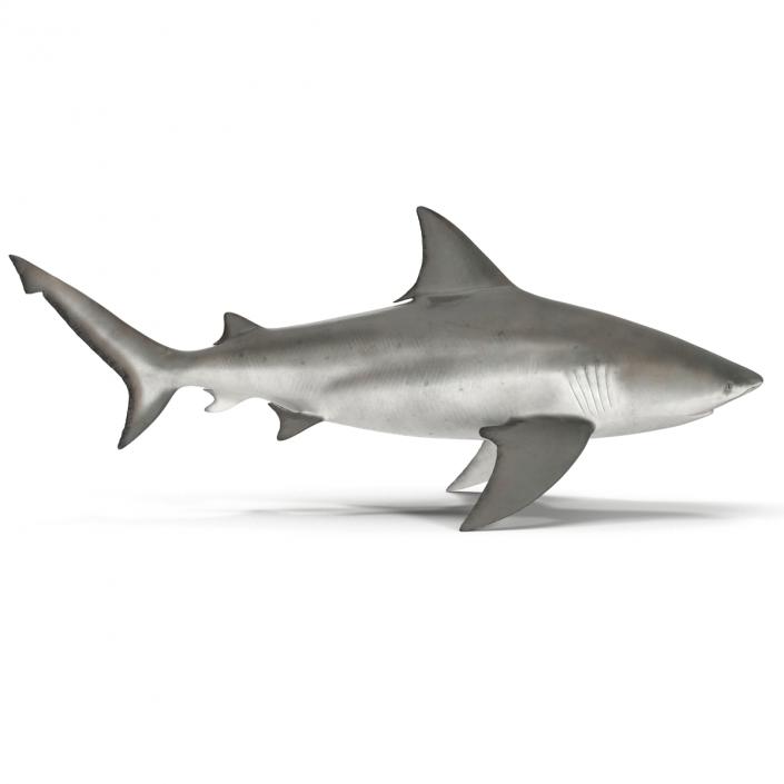 3D model Bull Shark