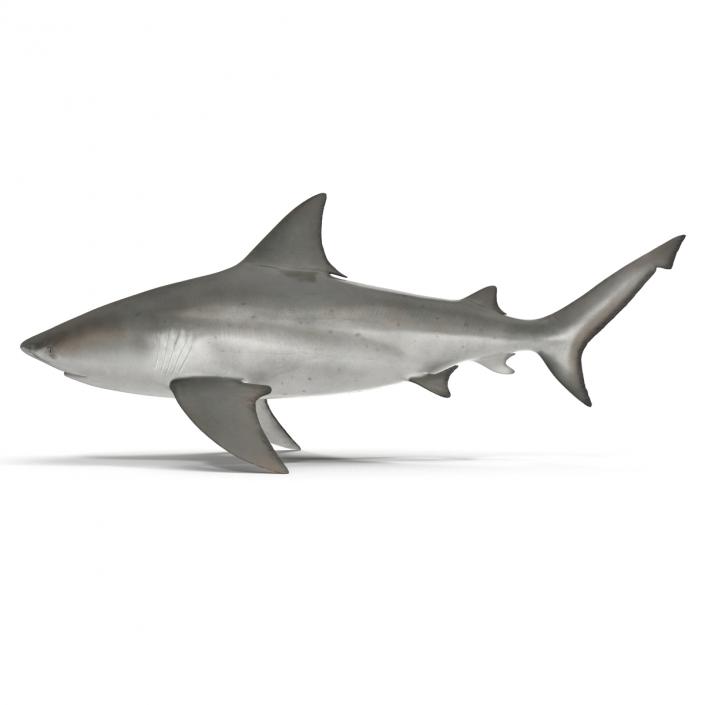 3D model Bull Shark