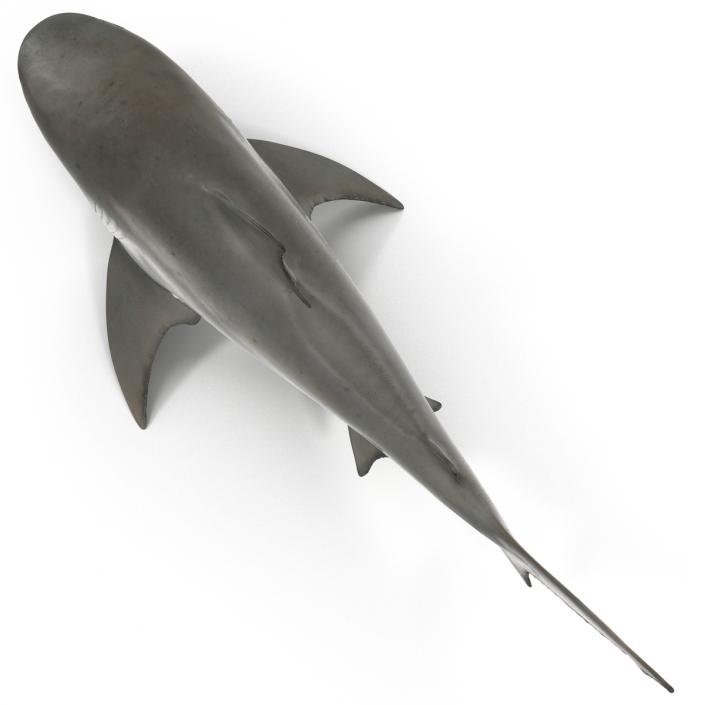 3D model Bull Shark