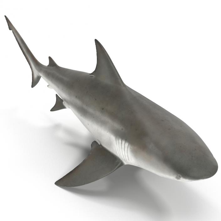 3D model Bull Shark