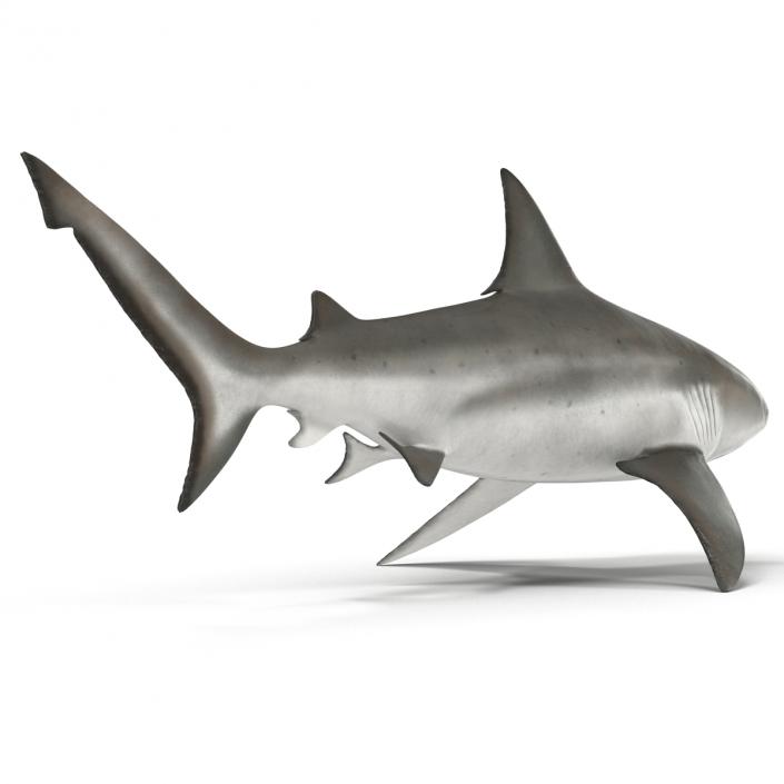 3D model Bull Shark