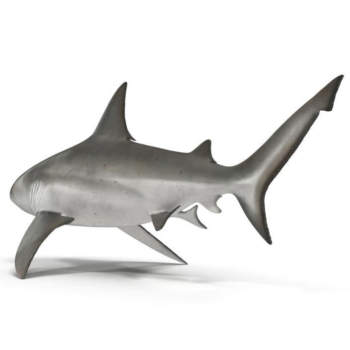 3D model Bull Shark