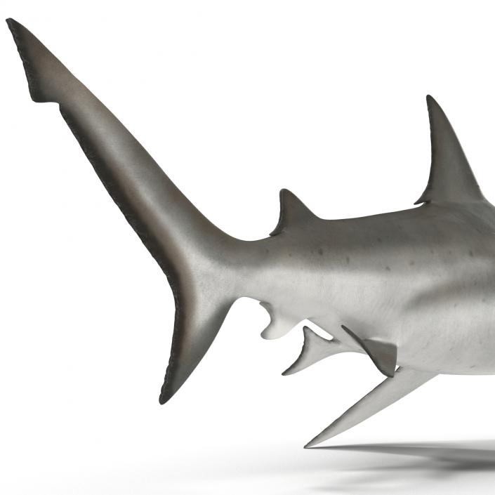 3D model Bull Shark