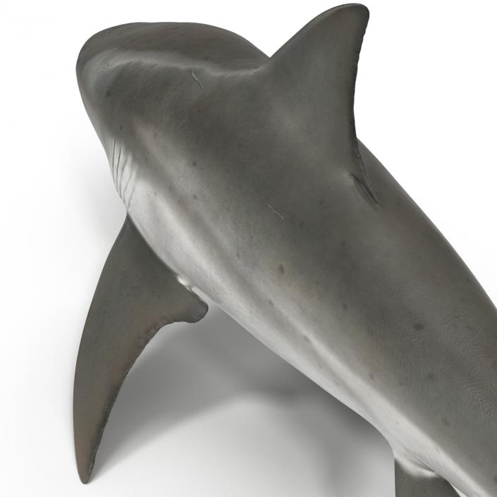 3D model Bull Shark