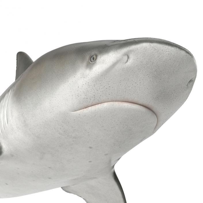 3D model Bull Shark