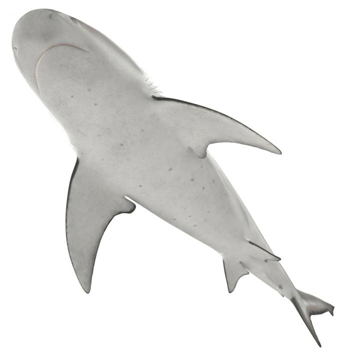 3D model Bull Shark