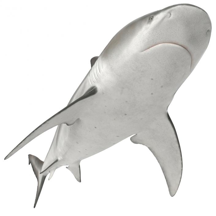 3D model Bull Shark