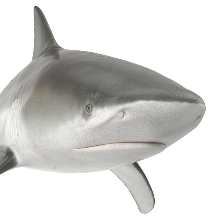 3D model Bull Shark