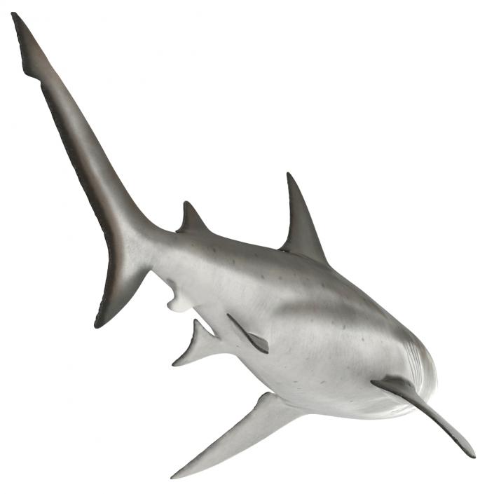 3D model Bull Shark