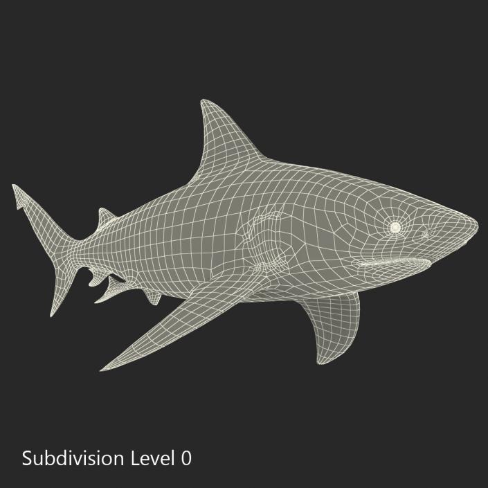 3D model Bull Shark