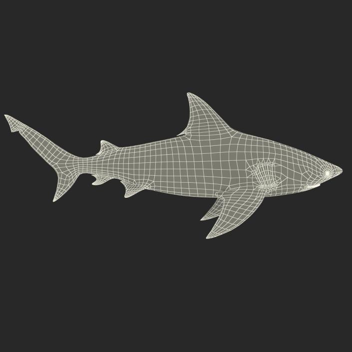 3D model Bull Shark