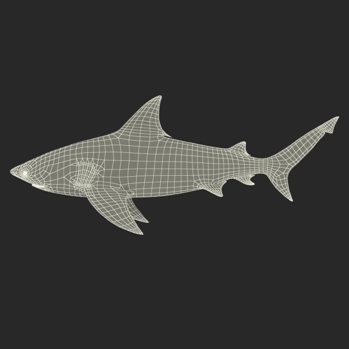 3D model Bull Shark