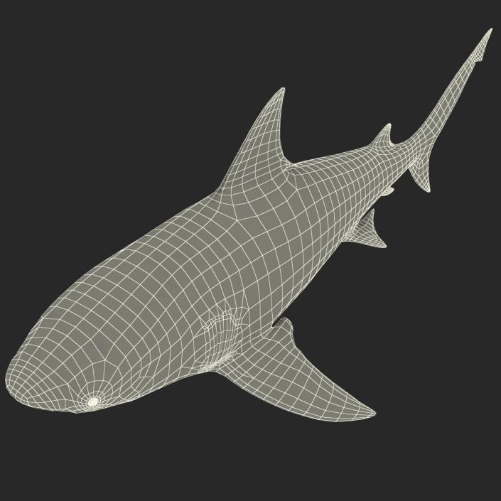 3D model Bull Shark