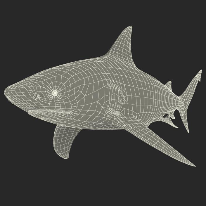 3D model Bull Shark