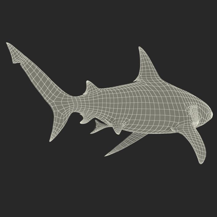 3D model Bull Shark