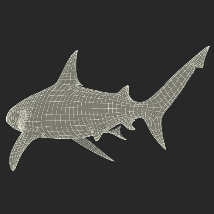 3D model Bull Shark