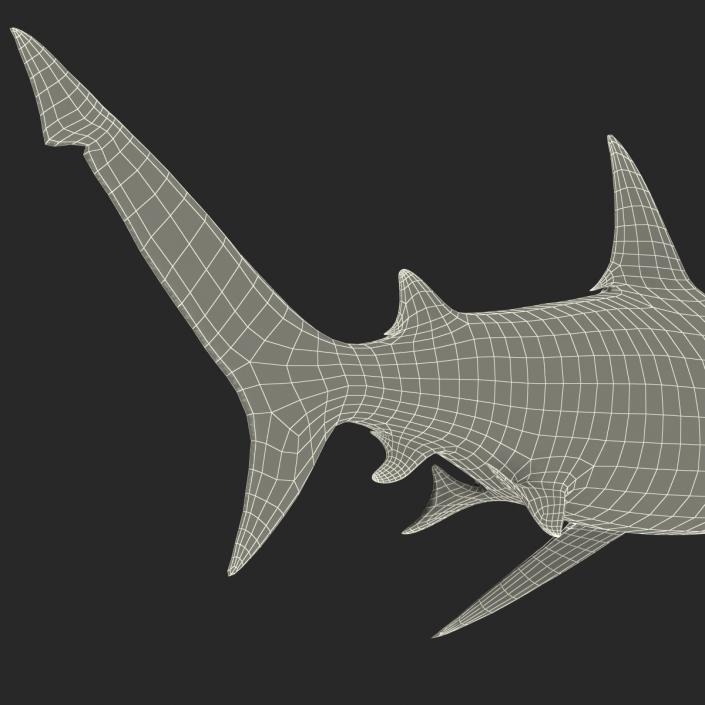 3D model Bull Shark