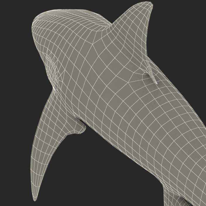 3D model Bull Shark