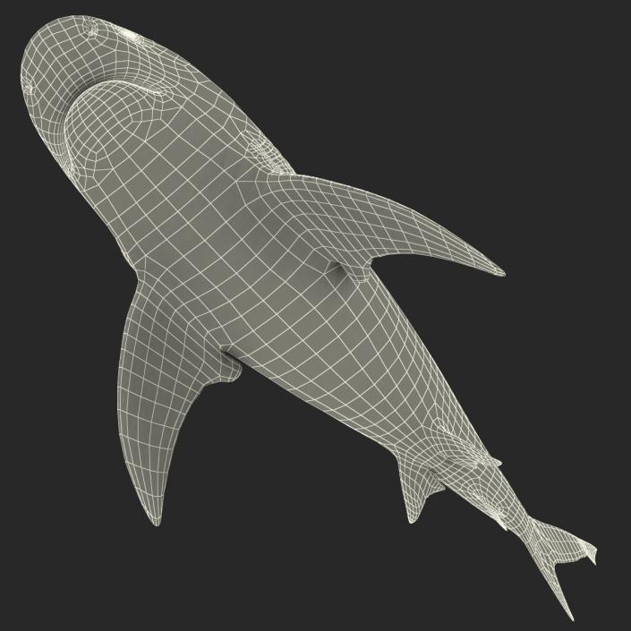 3D model Bull Shark