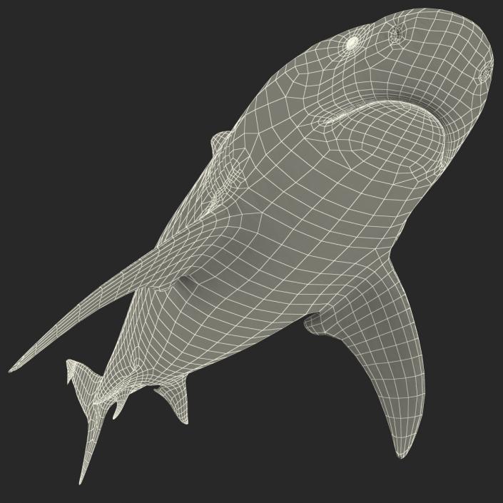 3D model Bull Shark