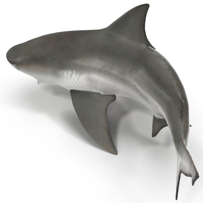 Bull Shark Pose 2 3D