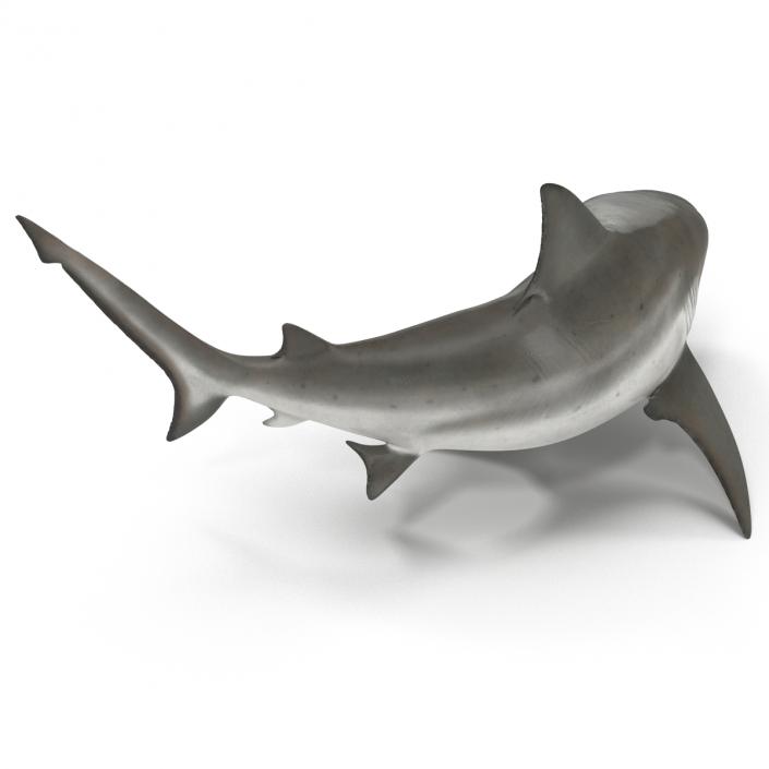 Bull Shark Pose 2 3D