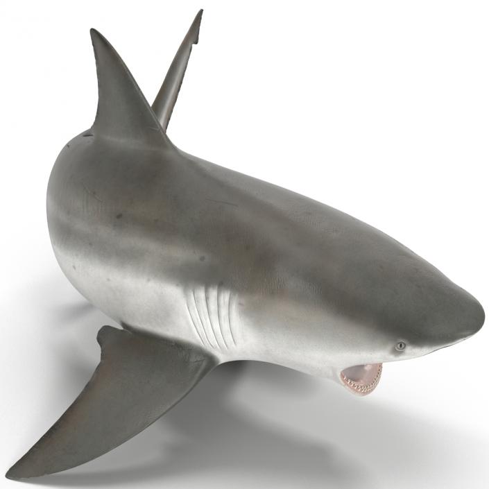 Bull Shark Pose 2 3D